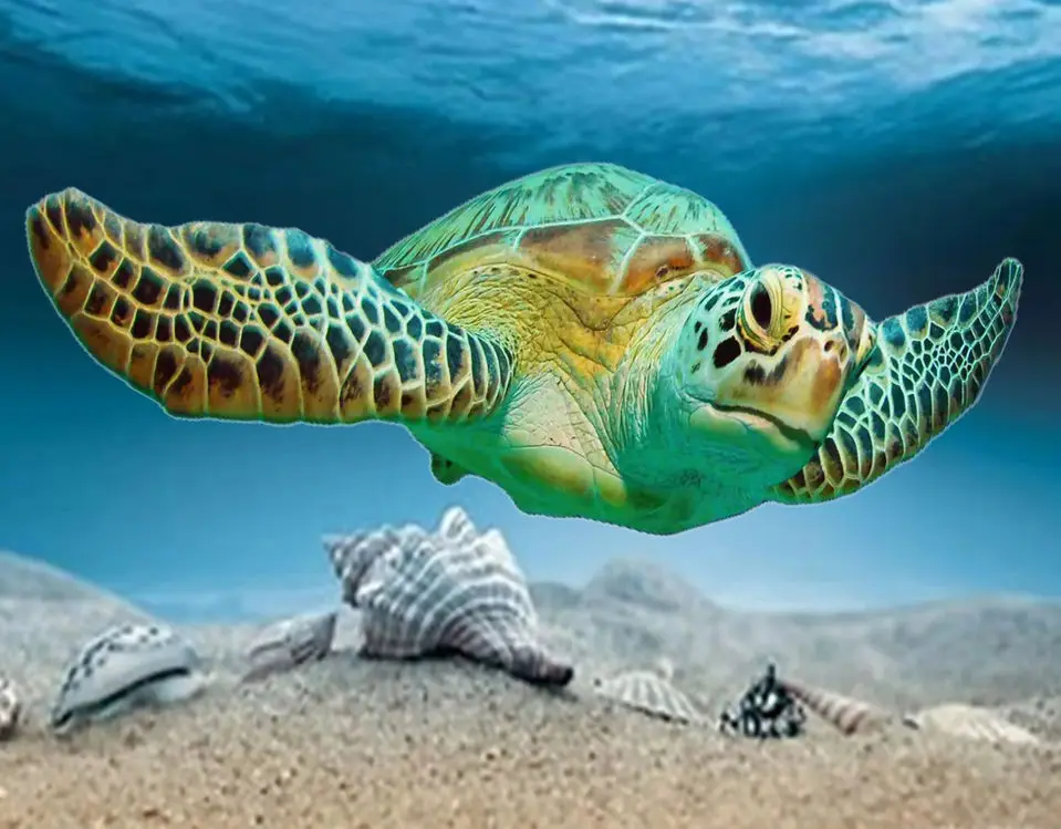 Original painting by Captain Barry Spieler of a sea turtle gliding over the reef