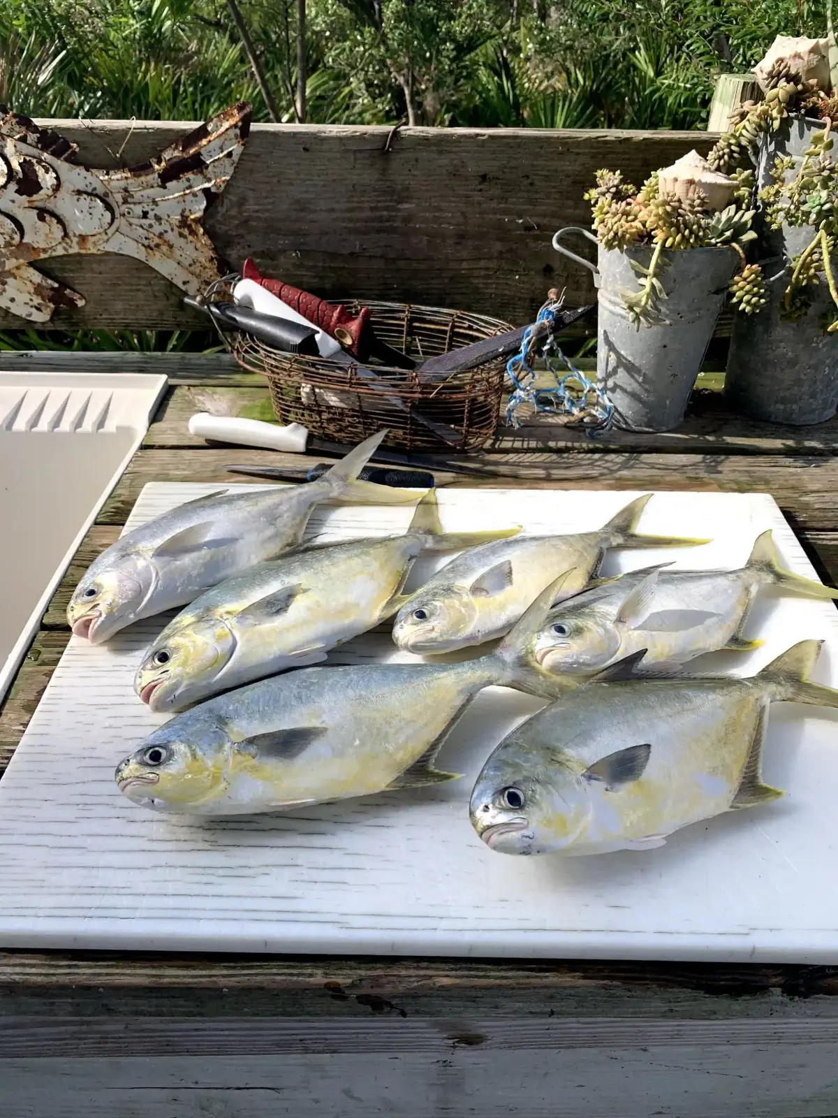 Freshly filleted pompano ready to take home, prepared by the crew of the Magic